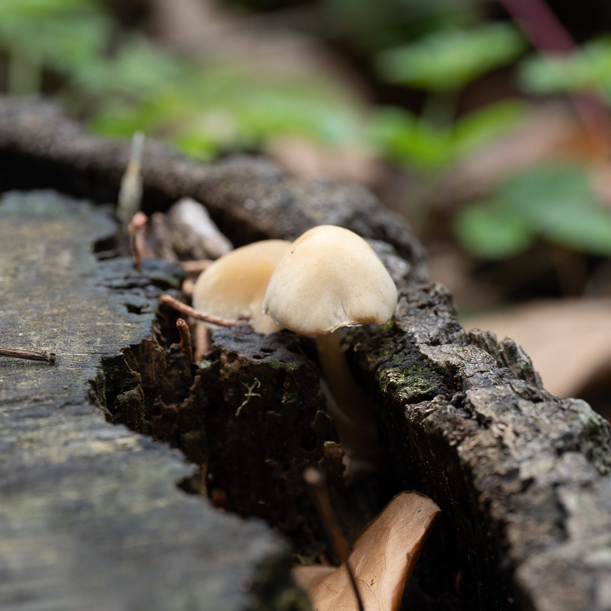 Secret Fungi Festival 2026