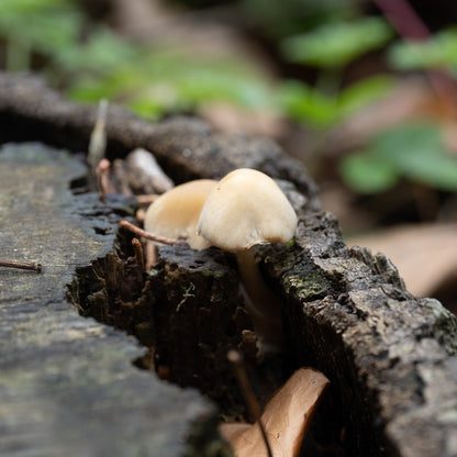 Secret Fungi Festival 2026