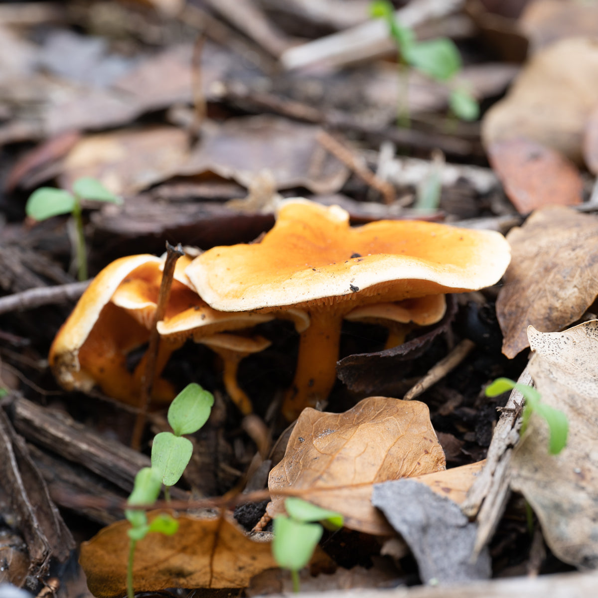 Secret Fungi Festival 2026