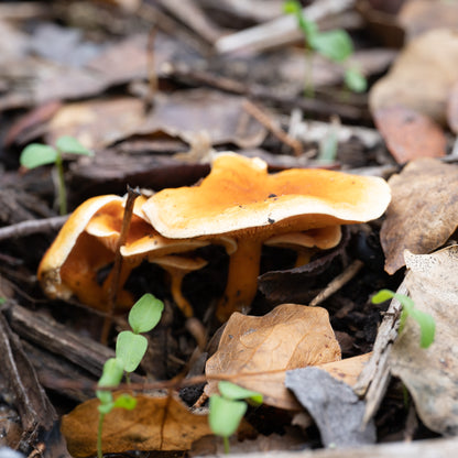 Secret Fungi Festival 2026