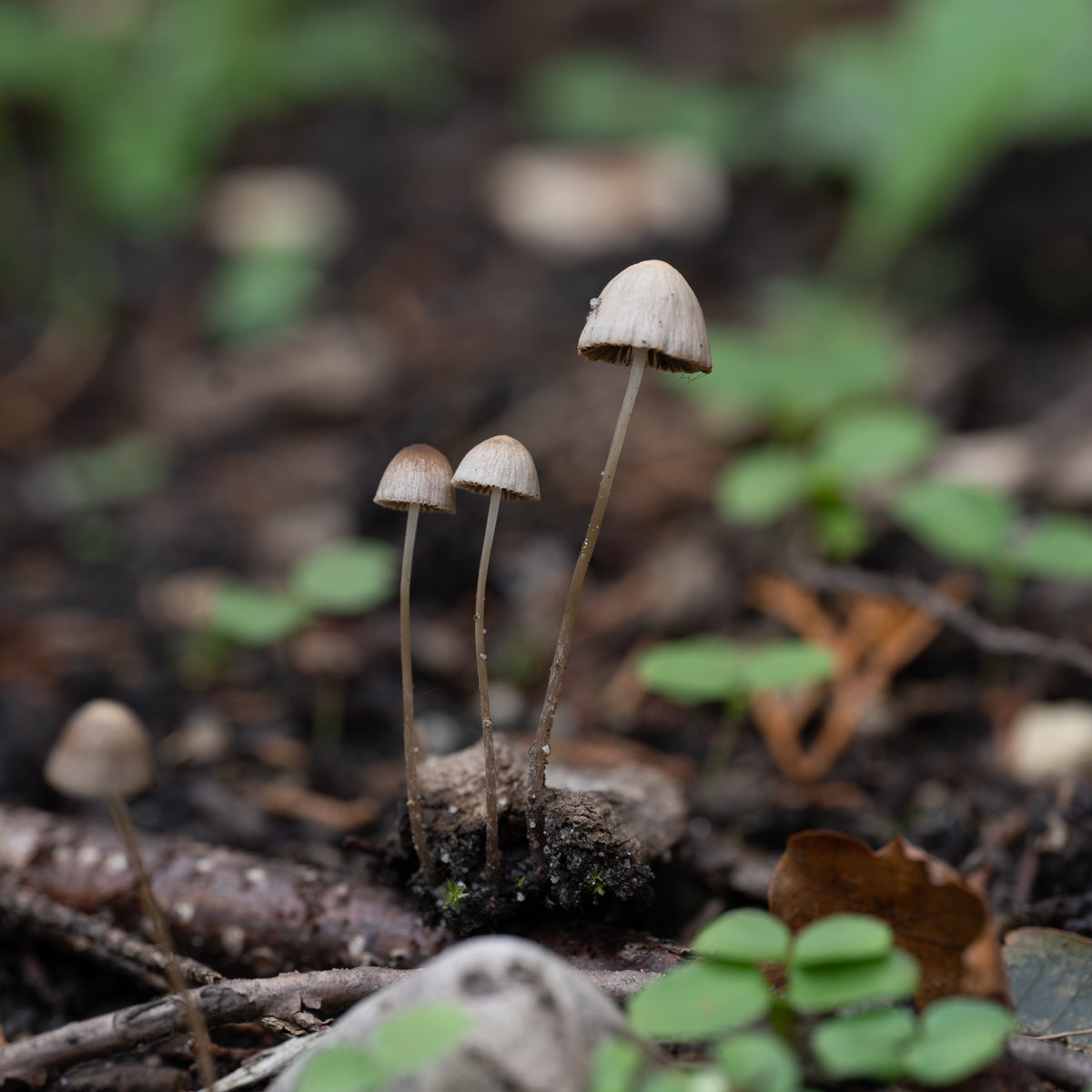 Secret Fungi Festival 2026