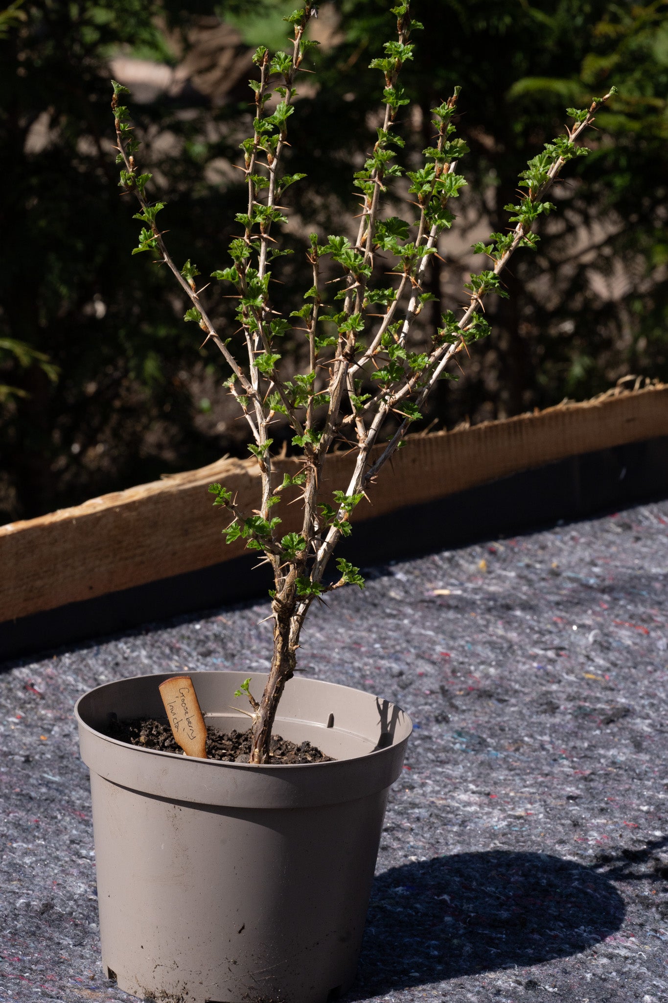 Ribes uva-crispa ‘Invicta’