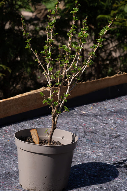 Ribes uva-crispa ‘Invicta’