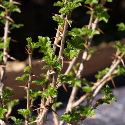 Ribes uva-crispa ‘Invicta’