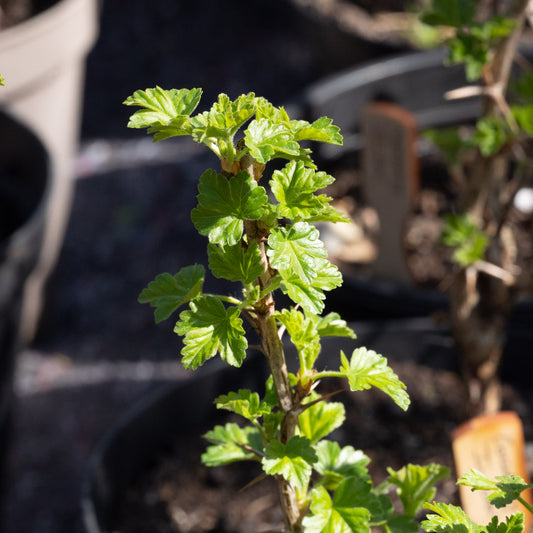 Ribes uva-crispa ‘Invicta’