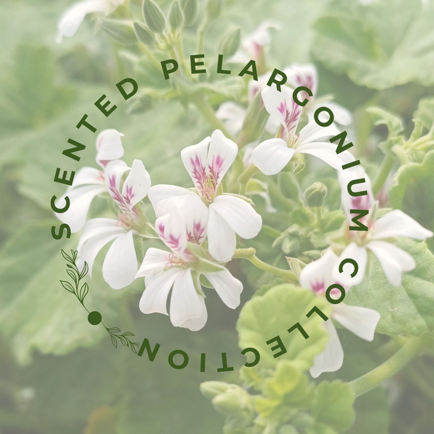 Scented Pelargonium Collection. 'Rose de Maroc', 'Odoratissimum AGM' and 'Cola Bottles'