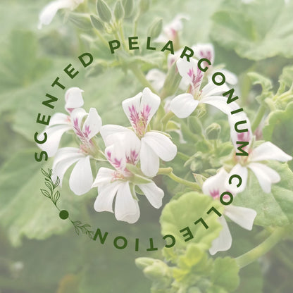 Scented Pelargonium Collection. 'Rose de Maroc', 'Odoratissimum AGM' and 'Cola Bottles'