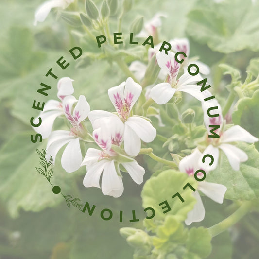 Scented Pelargonium Collection. 'Rose de Maroc', 'Odoratissimum AGM' and 'Cola Bottles'