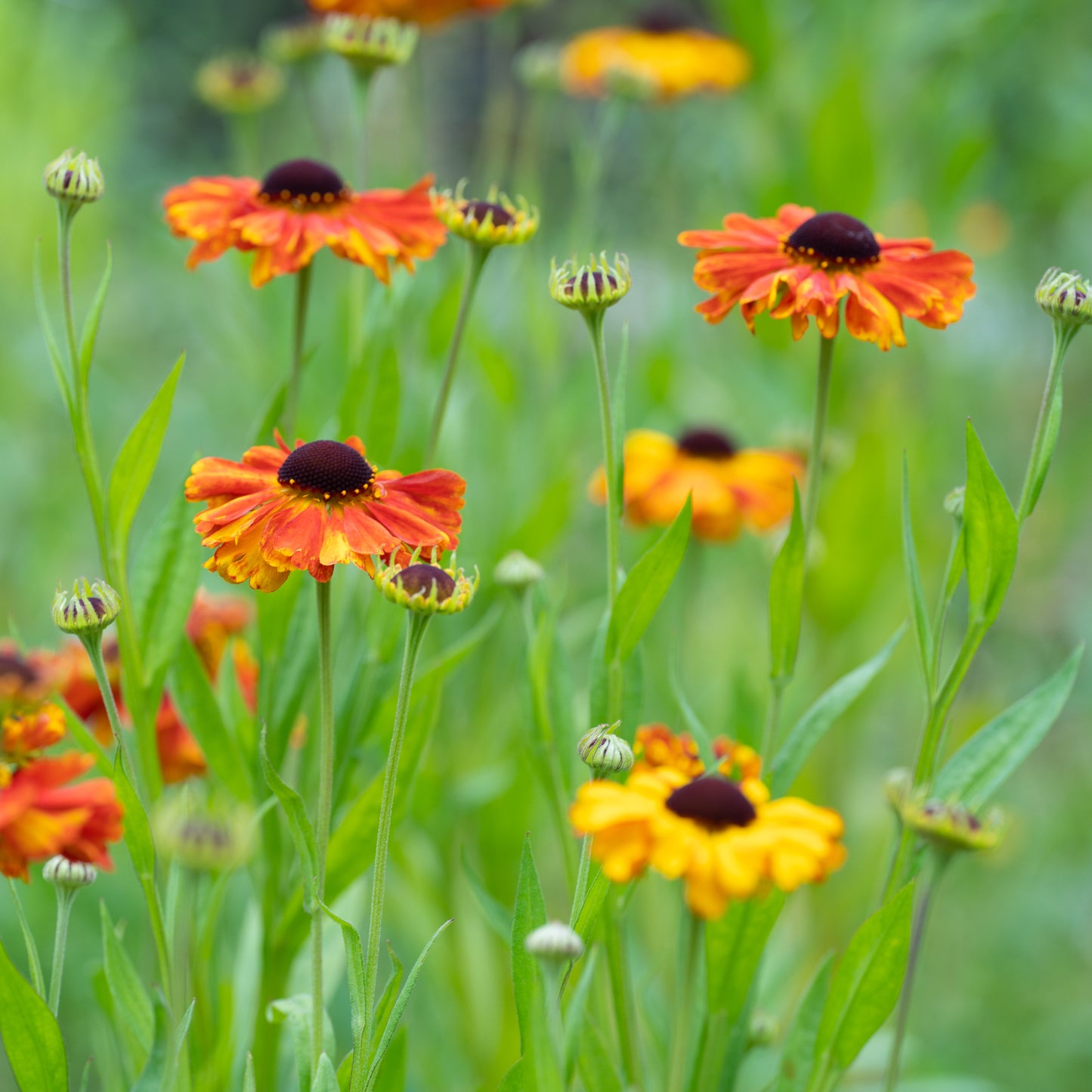 Helenium 'Sahin's Early Flowerer'