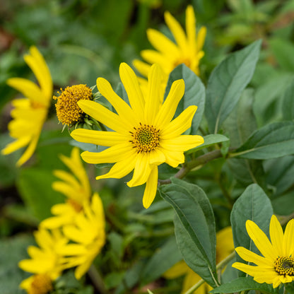 Helianthus 'Lemon Queen'