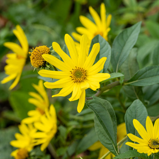 Helianthus 'Lemon Queen'