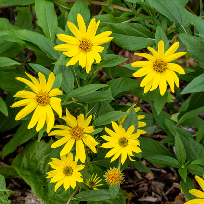 Helianthus 'Lemon Queen'