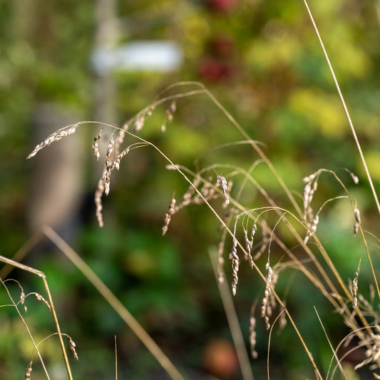 Hierochloe odorata (Holy Grass)
