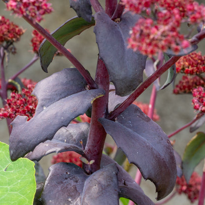 Hylotelephium 'José Aubergine'