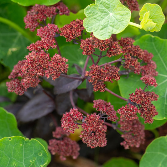 Hylotelephium 'José Aubergine'