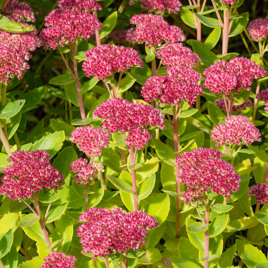 Hylotelephium × mottramianum 'Herbstfreude'