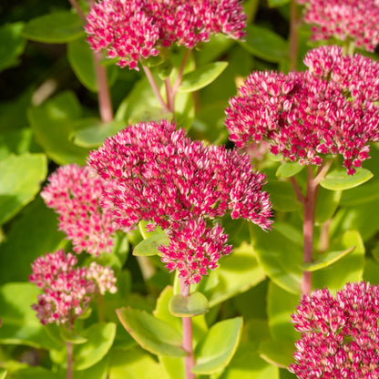 Autumn Plant Sales at Careys Secret Garden JUST £1 Entry 8th and 11th Oct 2025