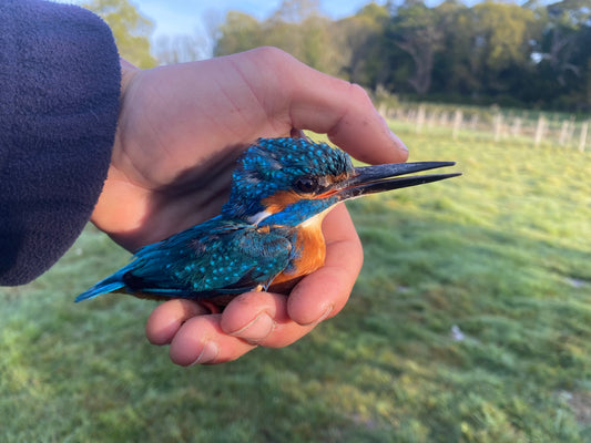 Early Morning Bird Ringing Demonstration Sat 23rd May 2026