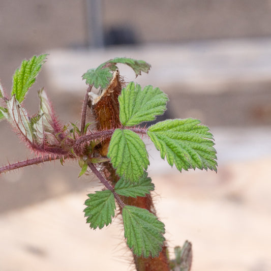 Japanese Wineberry