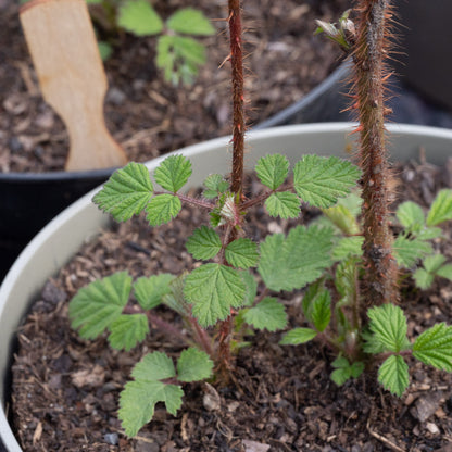 Japanese Wineberry