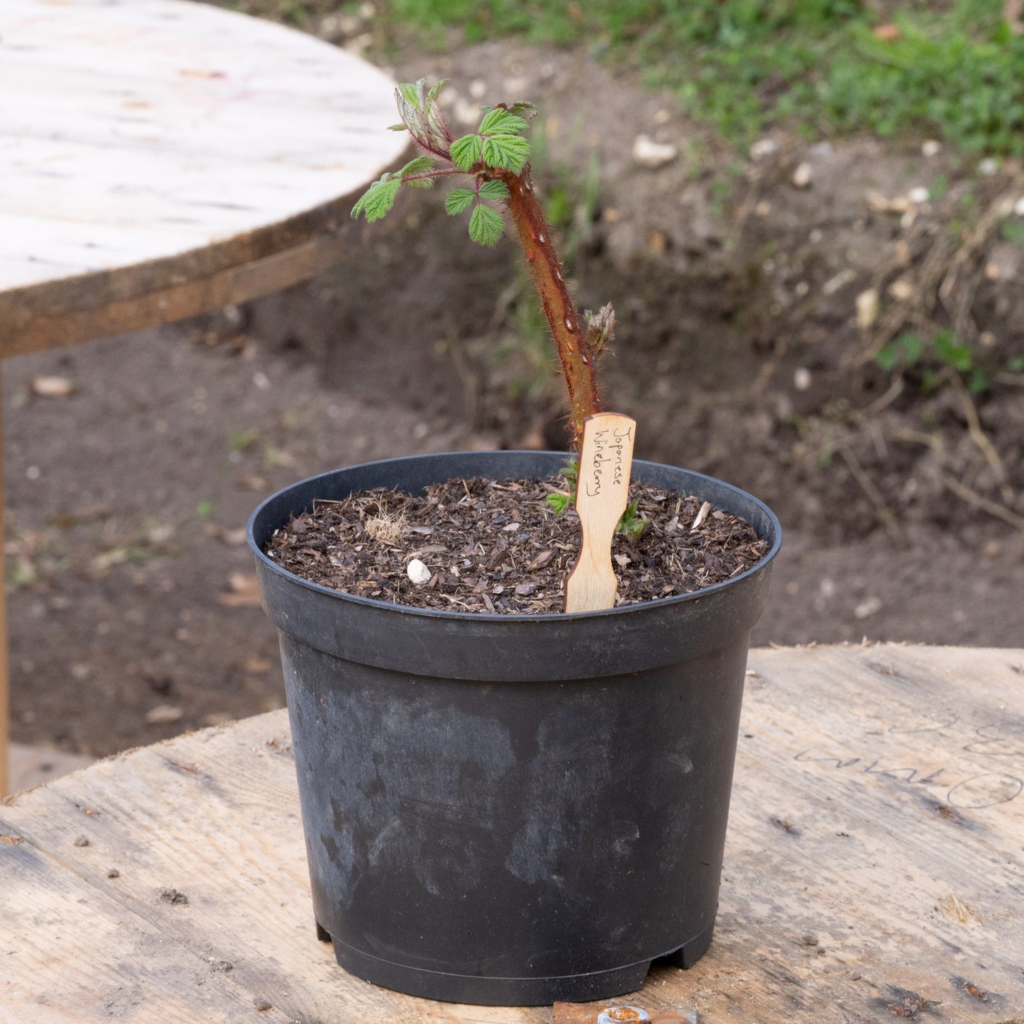 Japanese Wineberry