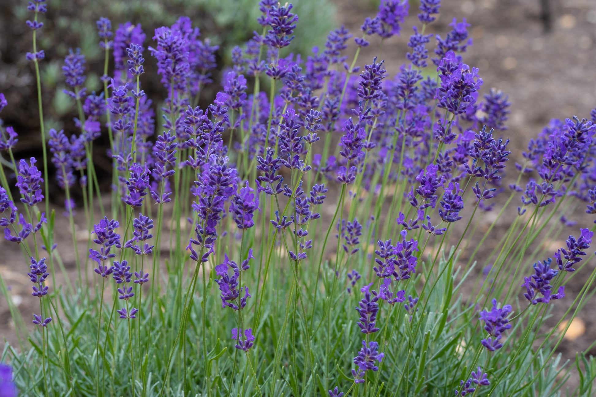 Lavandula angustifolia (English lavender) at Carey’s, showcasing vibrant purple blooms in the garden, adding fragrance and beauty to the natural landscape