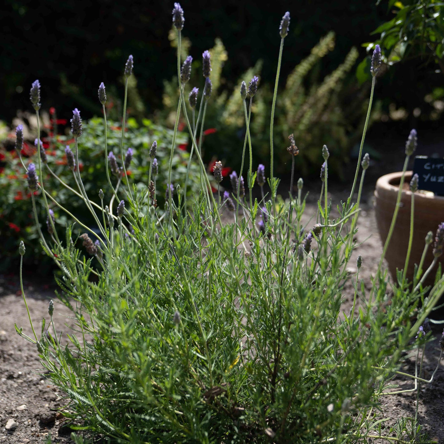 Lavandula dentata