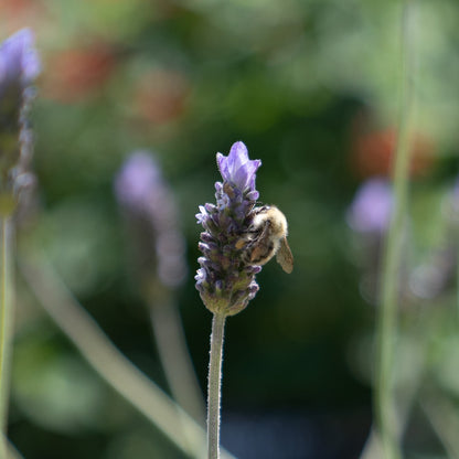 Lavandula dentata