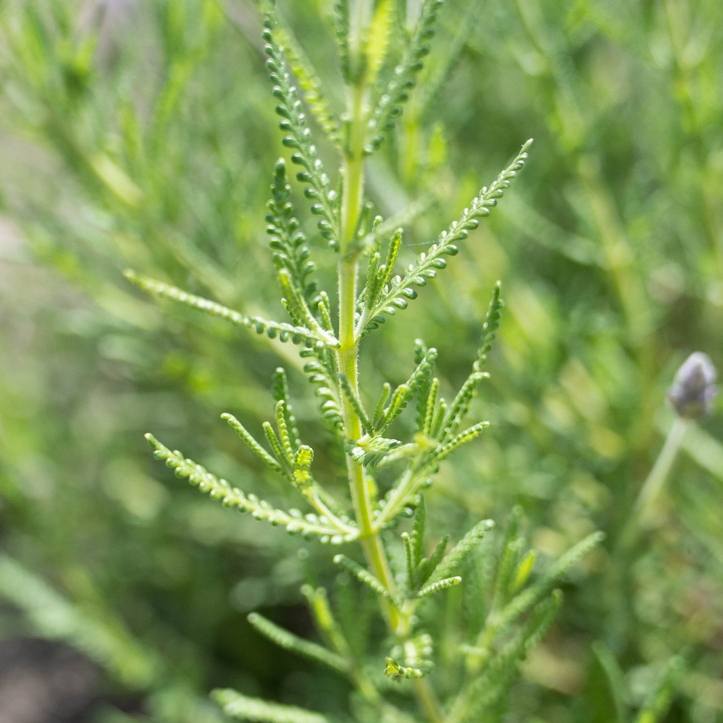Lavandula dentata
