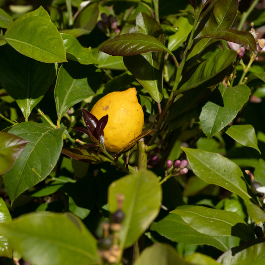 Lemon Mayer