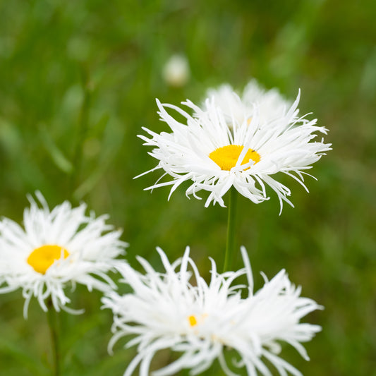 Leucanthemum × superbum 'Shapcott Gossamer'