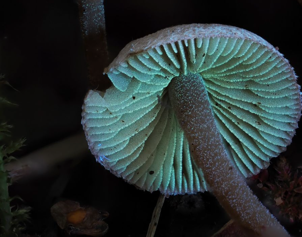 Secret Fungi Festival 2025