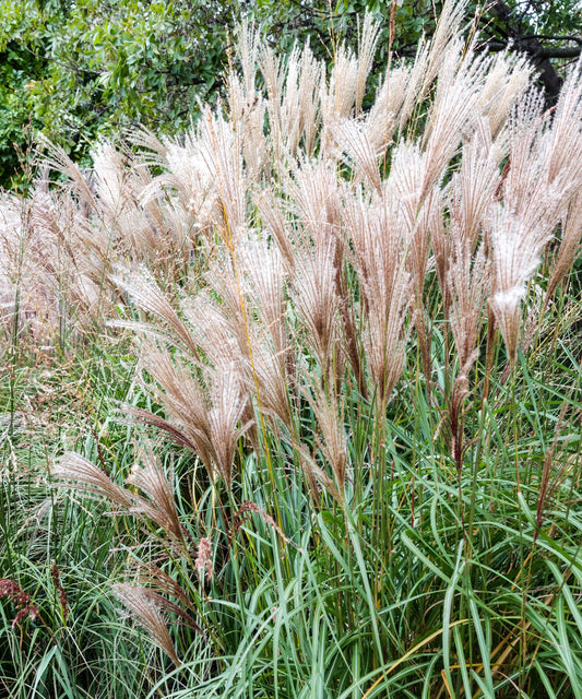 Miscanthus adagio