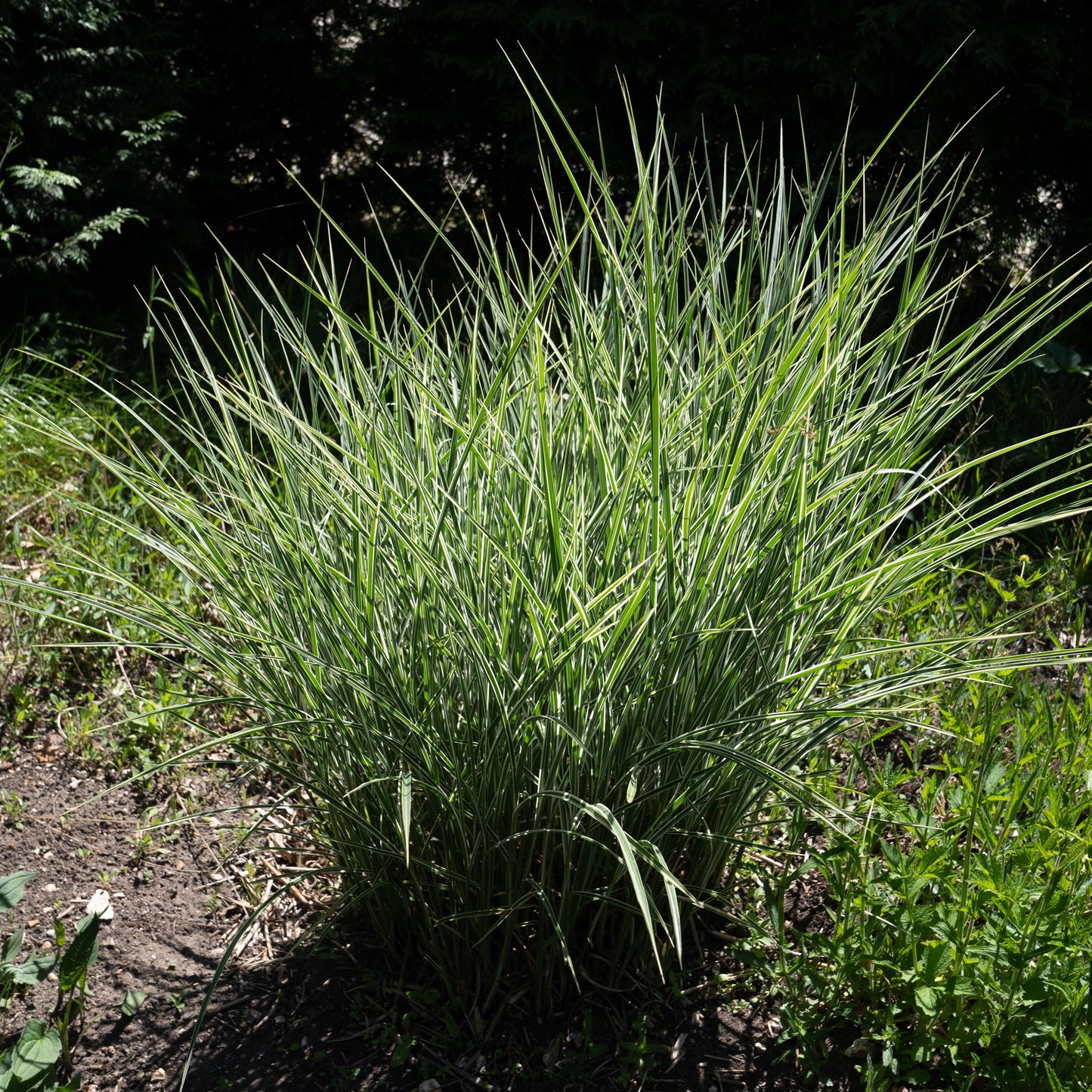Miscanthus sinensis 'Morning Light'