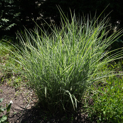 Miscanthus sinensis 'Morning Light'
