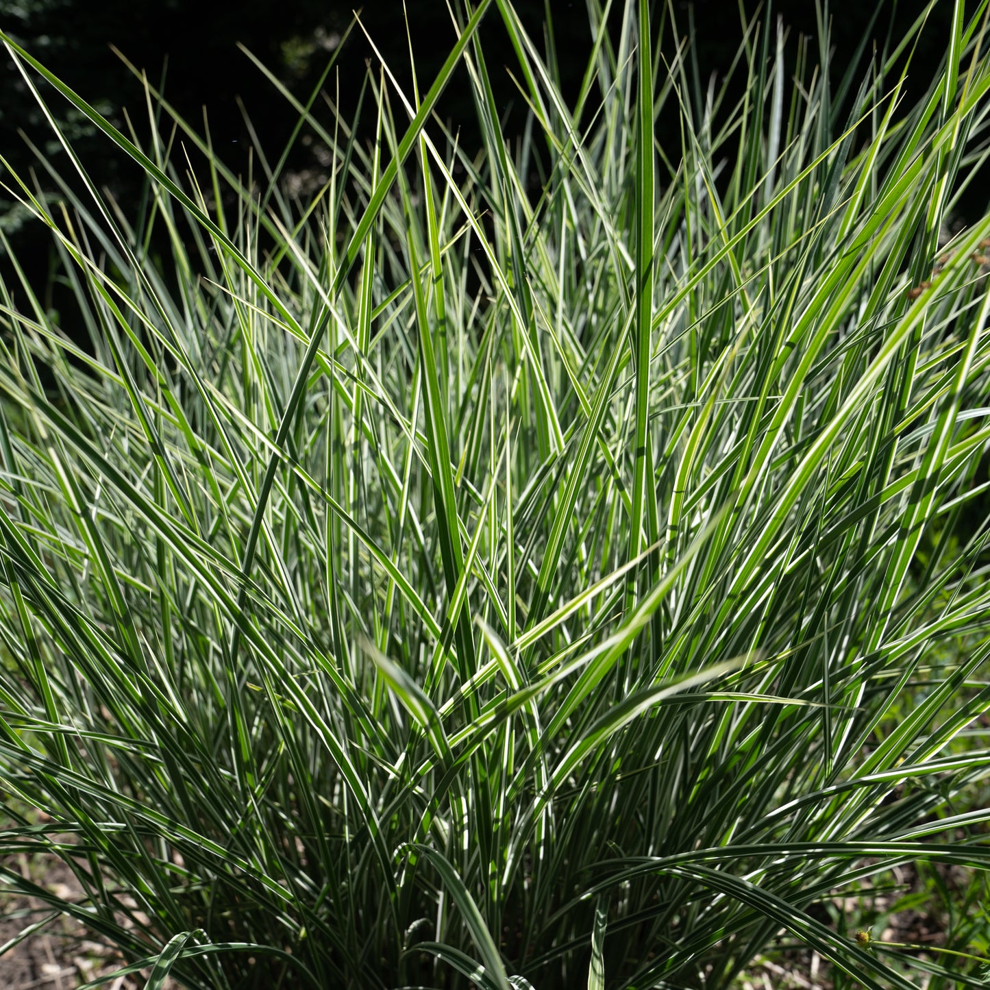 Miscanthus sinensis 'Morning Light'