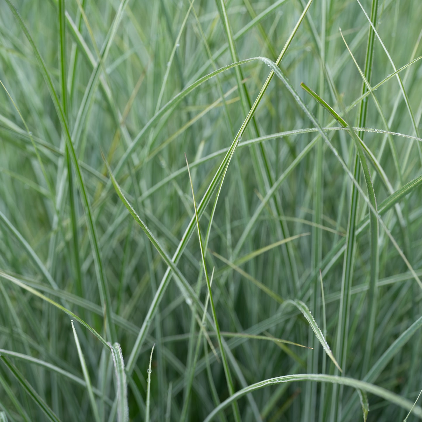 Miscanthus sinensis 'Morning Light'