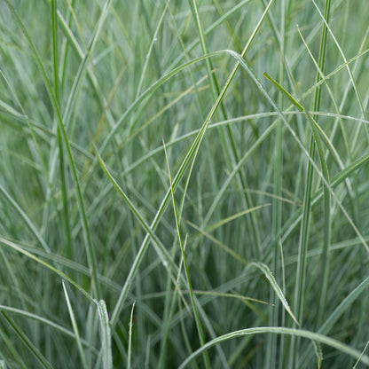 Miscanthus sinensis 'Morning Light'