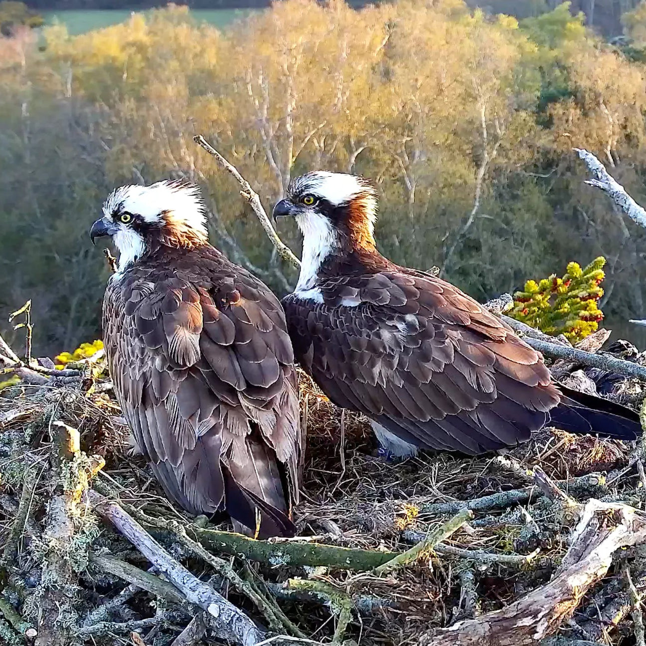 Two ospreys nesting at Carey’s Secret Garden, symbolising successful regeneration and rewilding efforts, showcasing the positive impact of the osprey reintroduction program