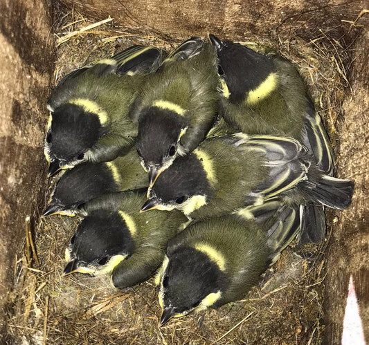 The Secret Life of Blue Tits Sat 9th May 2026