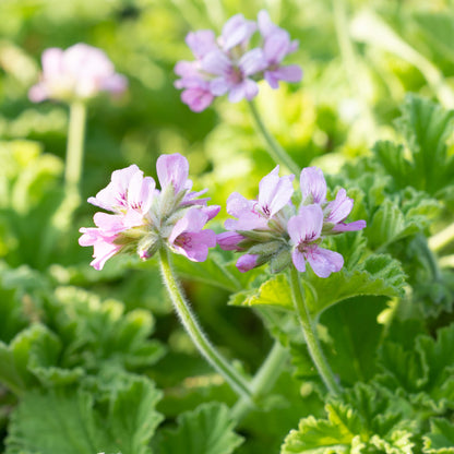 scented geranium seeds uk Pelargonium 'Attar of Roses'