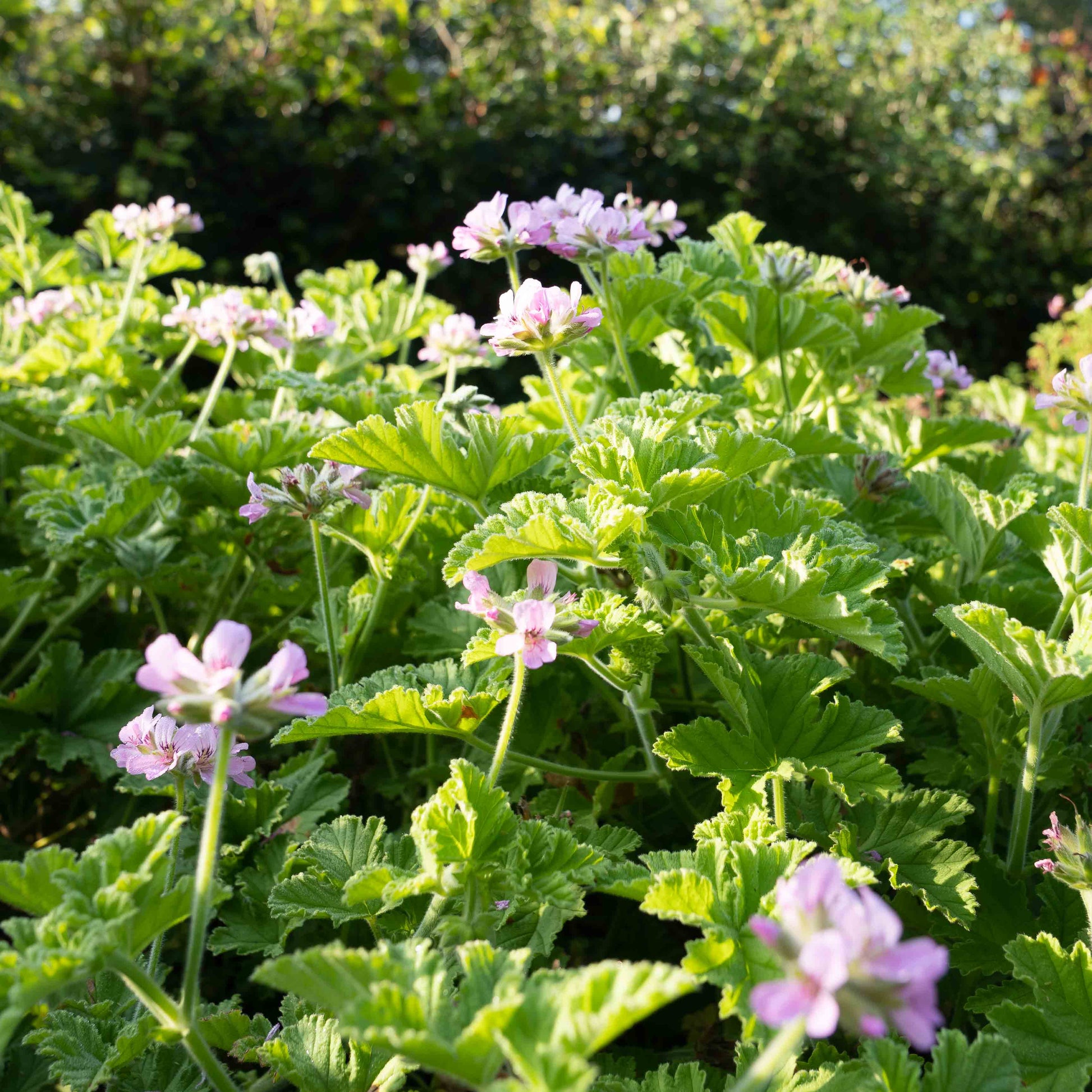 attar of roses geranium seeds Pelargonium 'Attar of Roses'