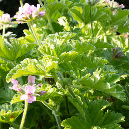 Pelargonium 'Attar of Roses’ - AGM