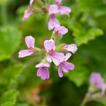 Pelargonium 'Attar of Roses’ - AGM