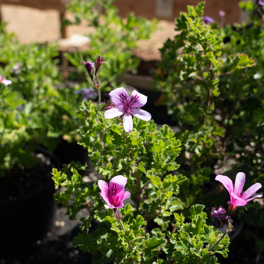 Pelargonium 'Cola Bottles'