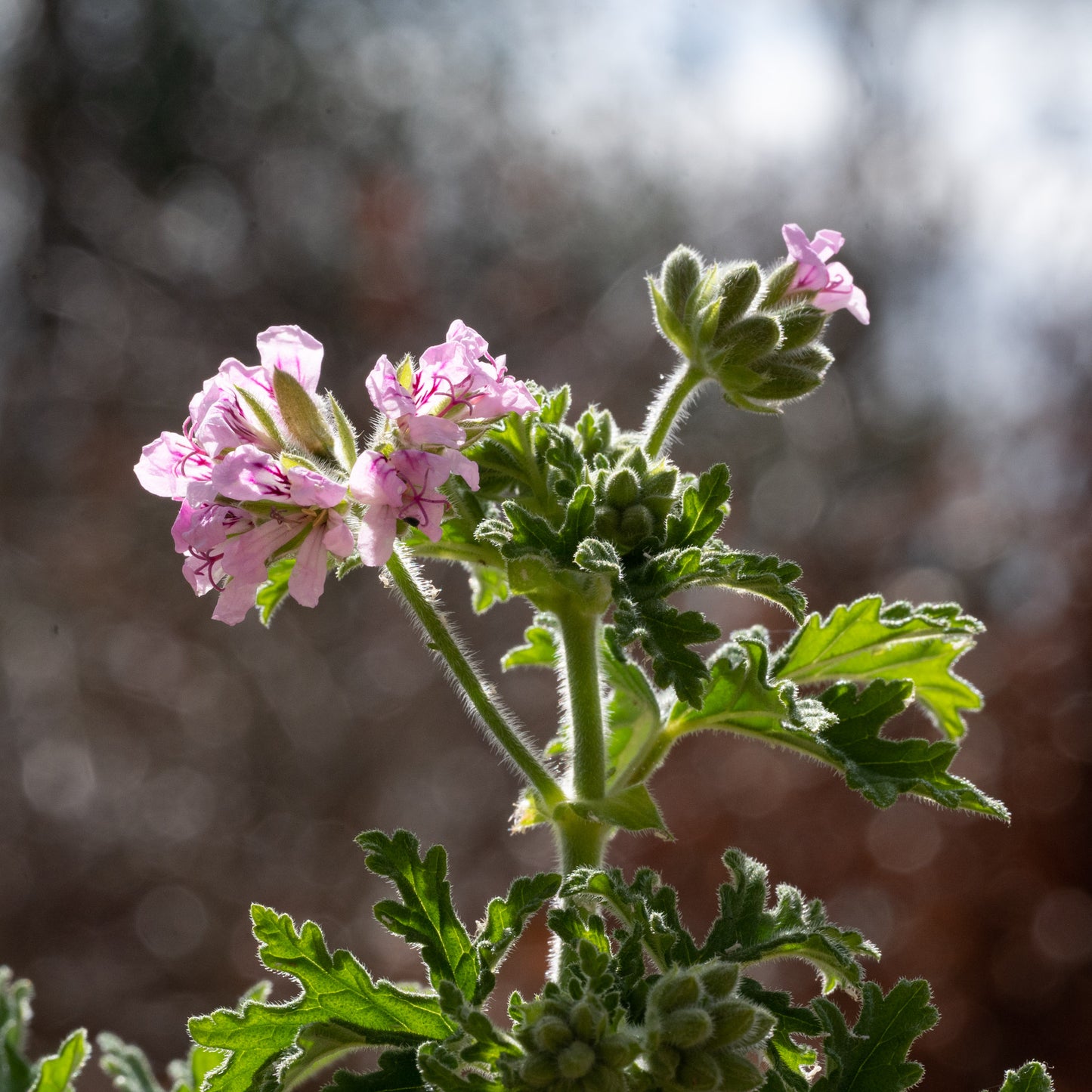 Pelargonium 'Graveolens' 