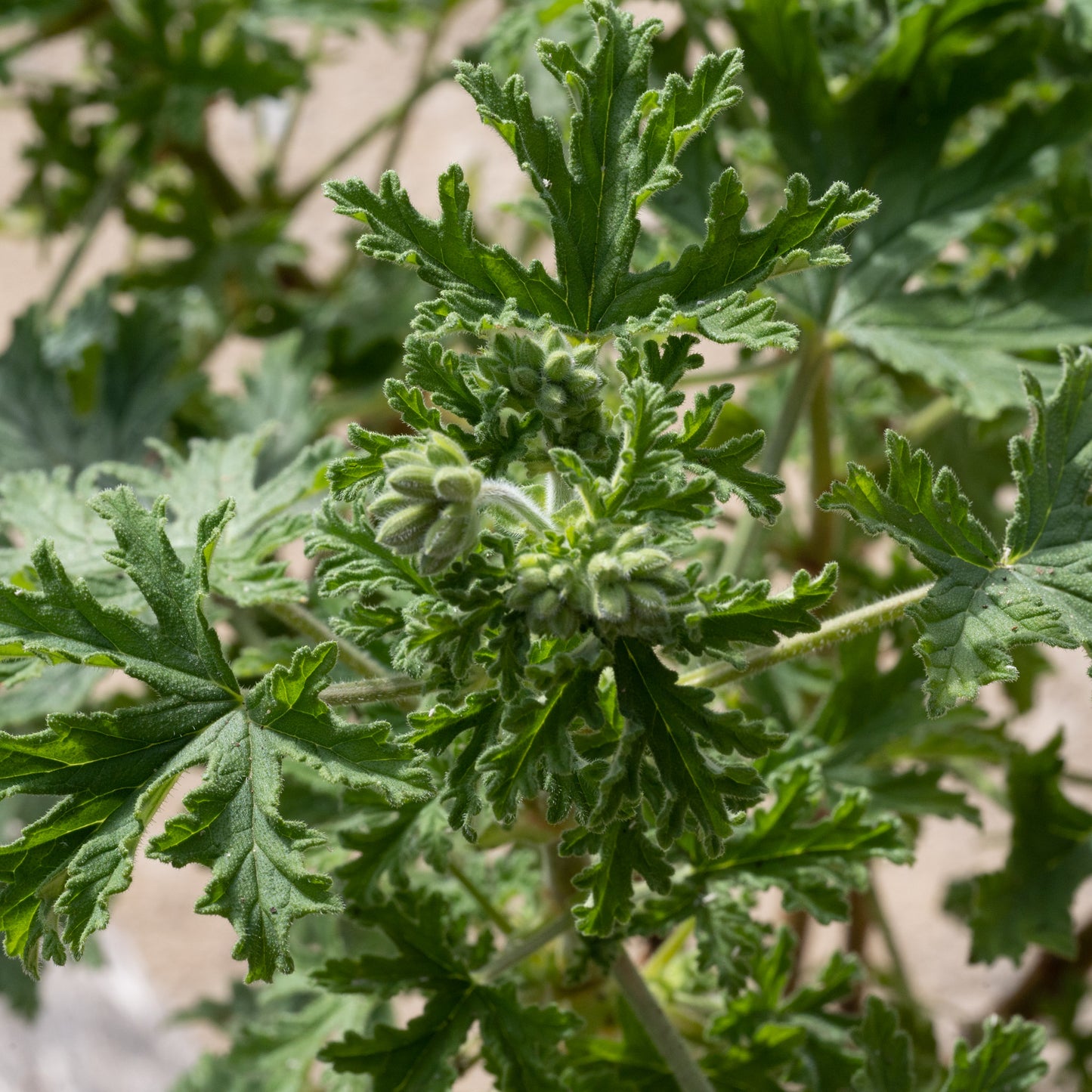 Pelargonium 'Graveolens' 