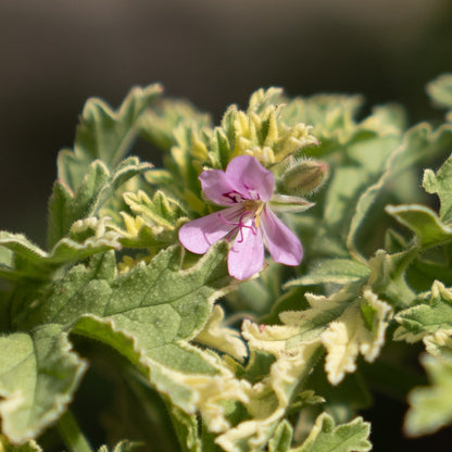 Pelargonium ‘Lady Plymouth’