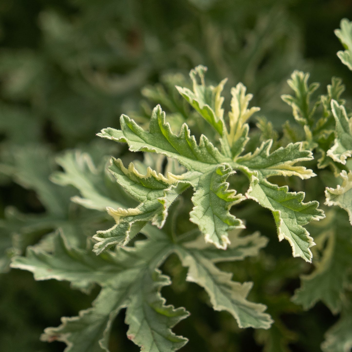 Pelargonium ‘Lady Plymouth’