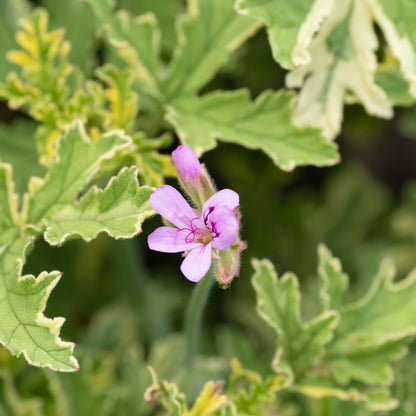 Pelargonium ‘Lady Plymouth’